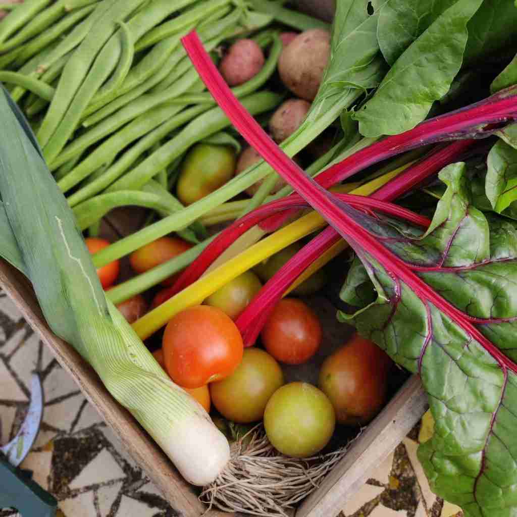 image of a box of vegetables, runner beans, potatoes, tomatoes, swiss shards and leek